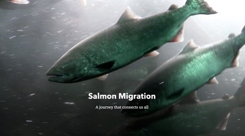 Salmon swimming