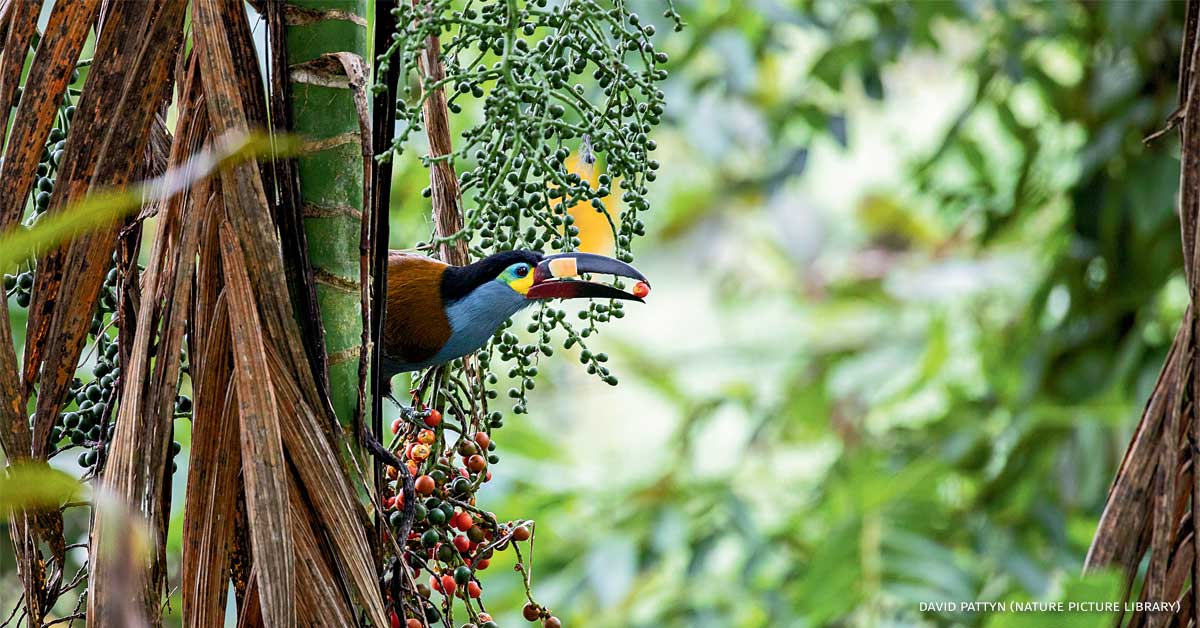 An image of a plate-billed mountain-toucan feeding on fruit.