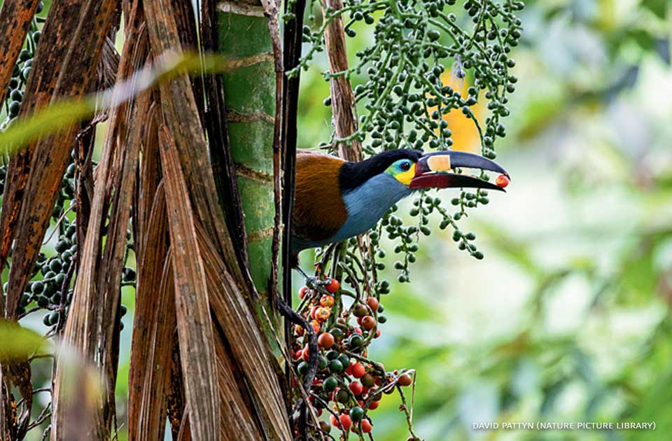 An image of a plate-billed mountain-toucan feeding on fruit.