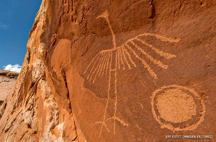 “Thunderbird petroglyph made by Ancestral Puebloans, Comb Ridge, Cedar Mesa, Bears Ears National Monument, Utah. 