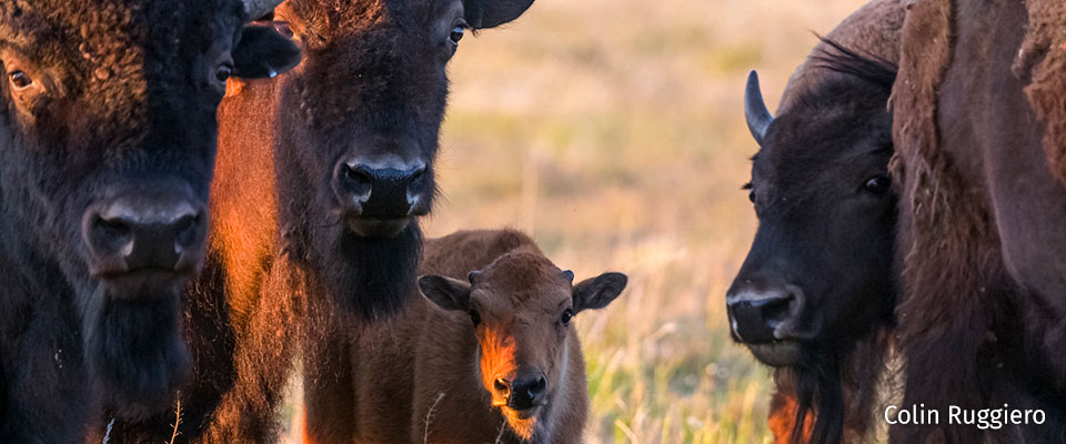 Three adult bison with one calf