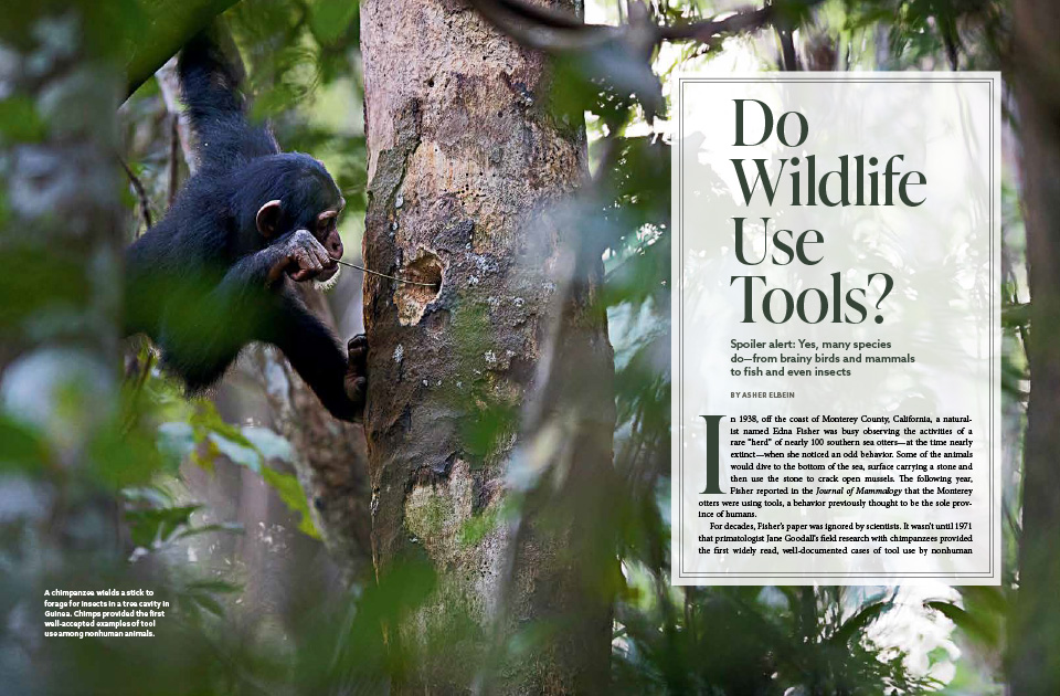 A magazine article spread containing text and an image of a chimpanzee using a stick to forage for prey in a small tree cavity.