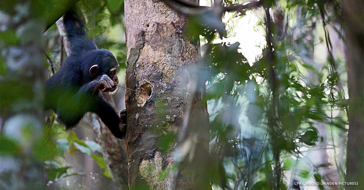 An image of a chimpanzee using a stick to forage for prey in a small tree cavity.