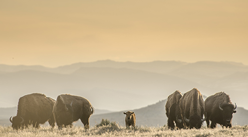 Bison, Alexis Bonogofsky