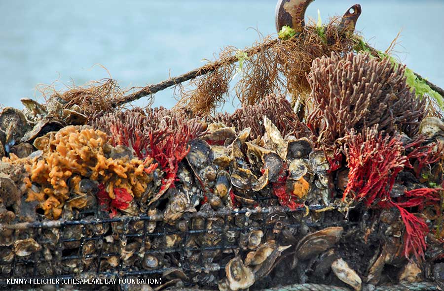 Aquaculture oysters in the York River, Virginia