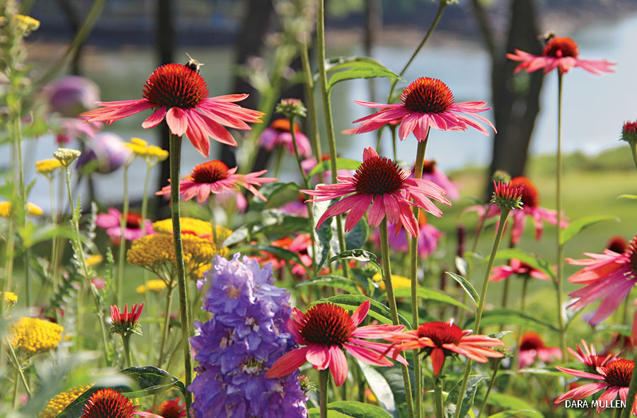 A Native coneflower garden