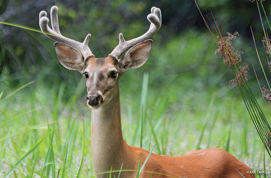 White-tailed deer