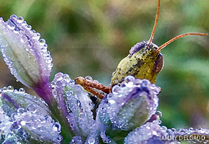 A common field grasshopper sitting on spiderwort buds