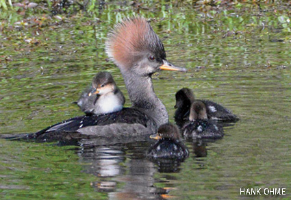 Hooded Merganser