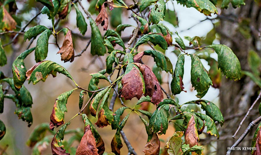 Dying leaves on a tree