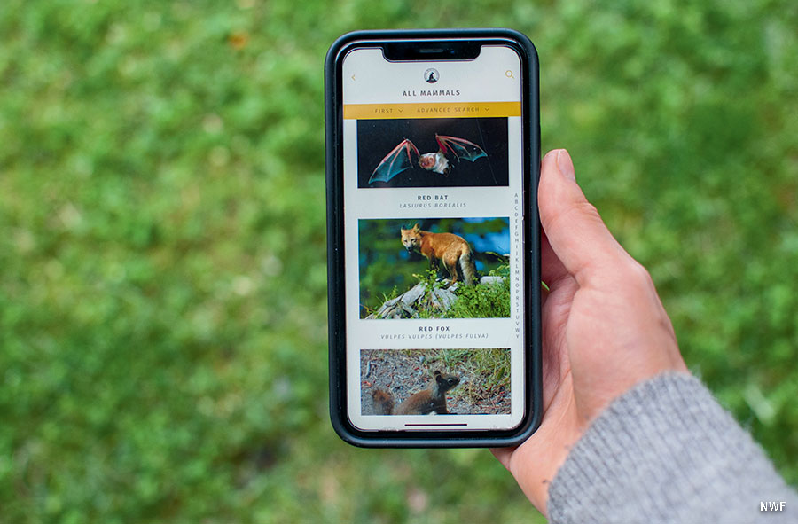 A photo of a phone on Nature guide apps