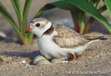 Piping Plover sitting on eggs in nest on ground, Long Island, New York