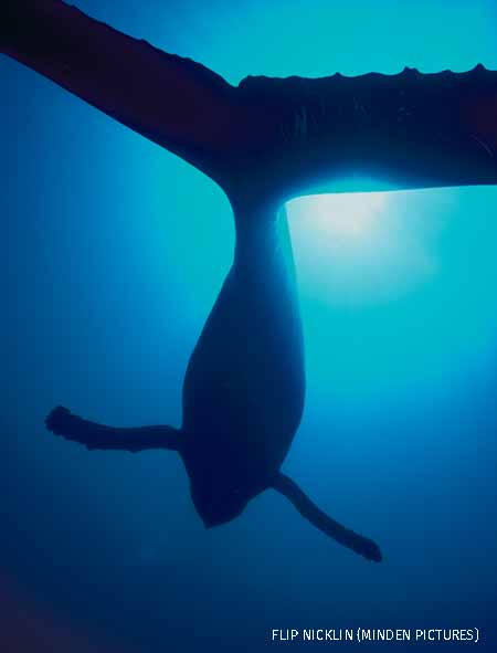 Humpback Whale male singing, Maui, Hawaii