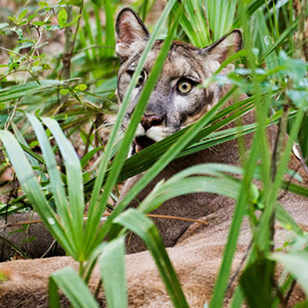 Mountain Lion lying in grass