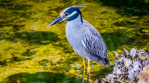 Yellow-crowned night heron