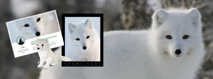 Adopt an arctic fox