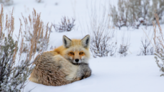 fox in snow