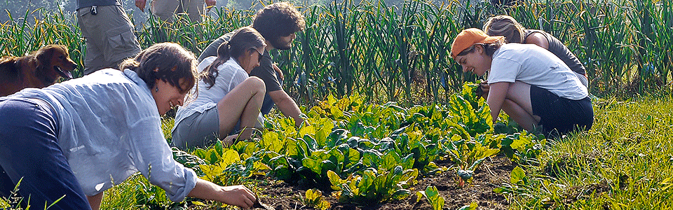 People outside tending to plants growing in field