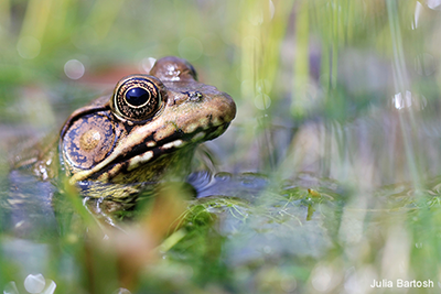 Bronze Frog: Julia Bartosh