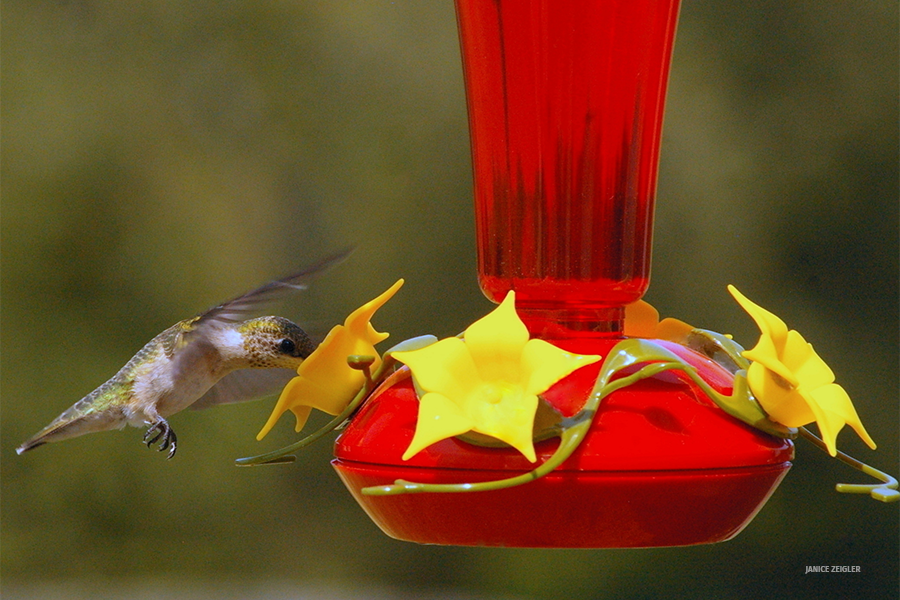 ruby-throated hummingbird at red feeder