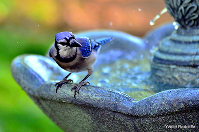 Blue Jay: Yvette Radcliffe