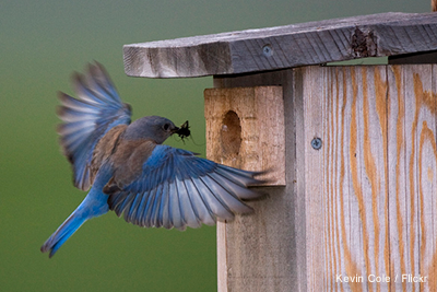 Bluebird Box: Kevin Cole