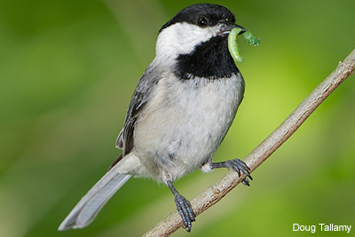 Carolina Chickadee: Doug Tallamy