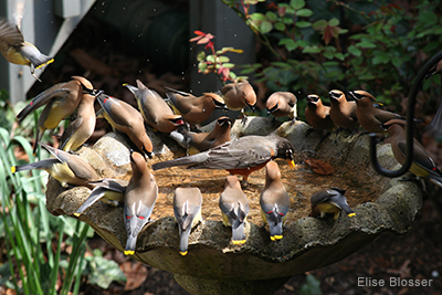 Cedar Waxwing Bird Bath: Elise Blosser