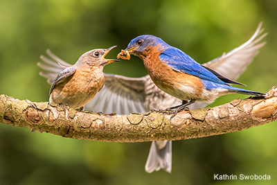 Eastern Bluebird Fledgling: Kathrin Swoboda