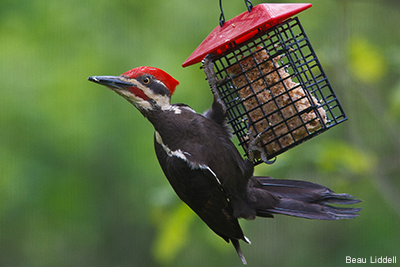 Pileated Woodpecker Suet: Beau Liddell