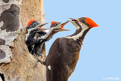 Pileated Woodpecker: Liz Noffsinger