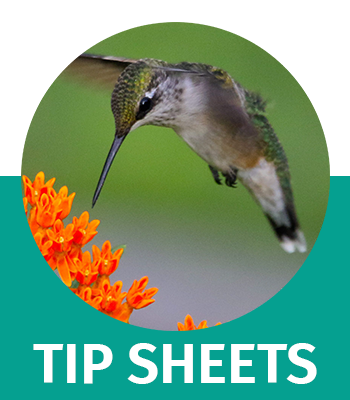 tip sheets