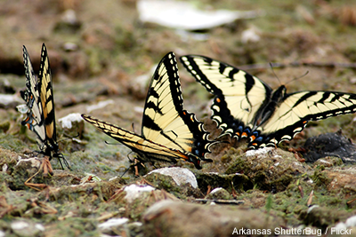 Butterflies Mud Arkansas