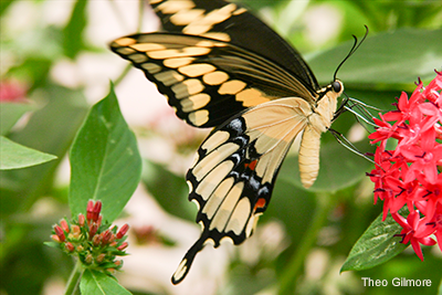 Giant Swallowtail: Theo Gilmore