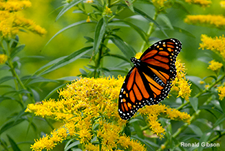 Monarch Butterfly Golden Rod: Ronald Gibson