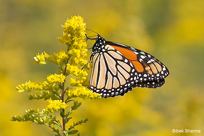 Monarch Butterfly: Bibek Sharma