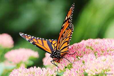 Monarch Butterfly: Mary Windhorst