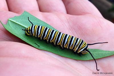 Monarch Caterpillar on Swamp Milkweed Leaf: David Mizejewski