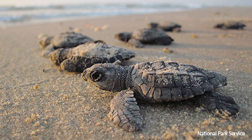 Kemp's ridley sea turtle hatchlings on beach, National Park Service