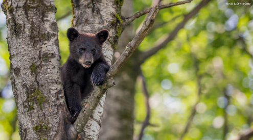 Black bear cub in tree, credit: David and Sheila Glatz