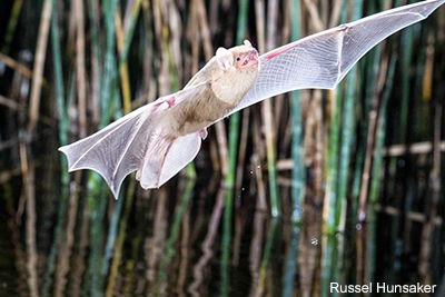 Bat California: Russell Hunsaker