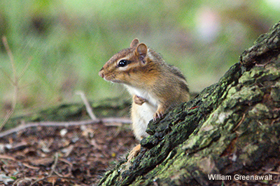 Chipmunk: William Greenawalt