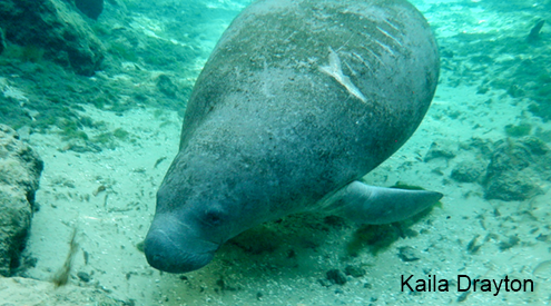 Manatee