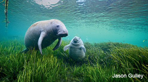 Manatee mother and calf