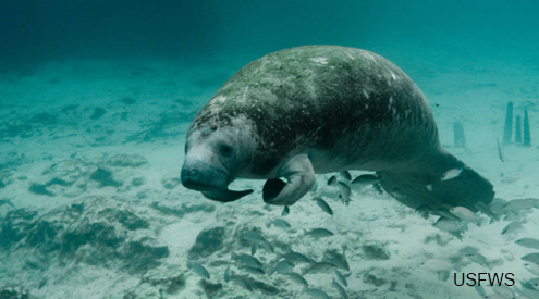 Manatee; Photo Credit: USFWS