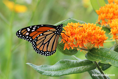 Monarch Butterfly