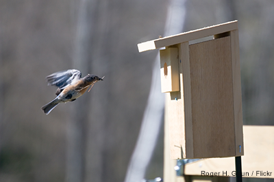 Nesting Box: Roger H Goun