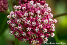 Swamp Milkweed: Tom Potterfield