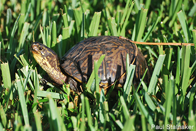 Box Turtle: Paul Stalnaker