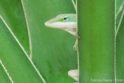 Green Anole: Patricia Pierce